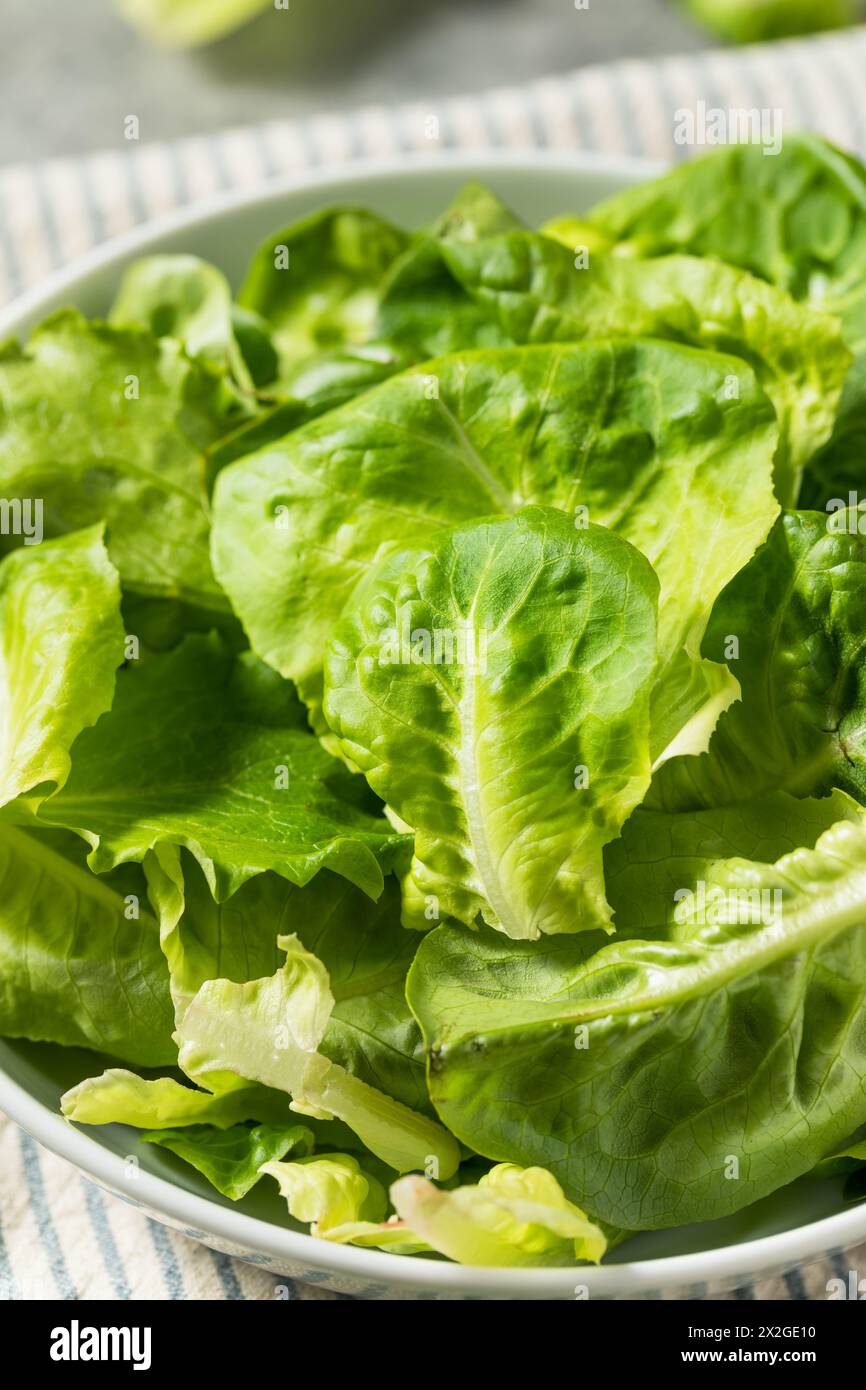 Organic Raw Baby Butterhead Lettuce for a Salad Stock Photo Alamy