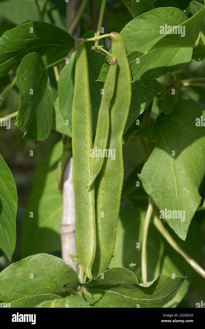 Mature and maturing runner beans (Phaseolus coccineus) growing on bamboo supports in a vegetable garden, Berkshire, September Stock Photo