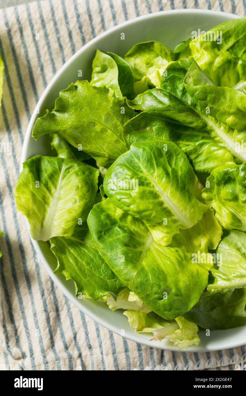 Organic Raw Baby Butterhead Lettuce for a Salad Stock Photo Alamy