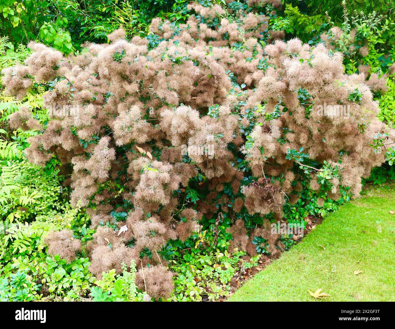 Ornamental plant European smoketree Cotinus coggygria deciduous shrub Stock Photo