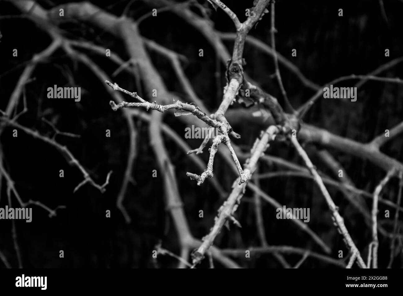 A Mangrove Branch Stock Photo Alamy a-mangrove-branch-stock-photo-alamy