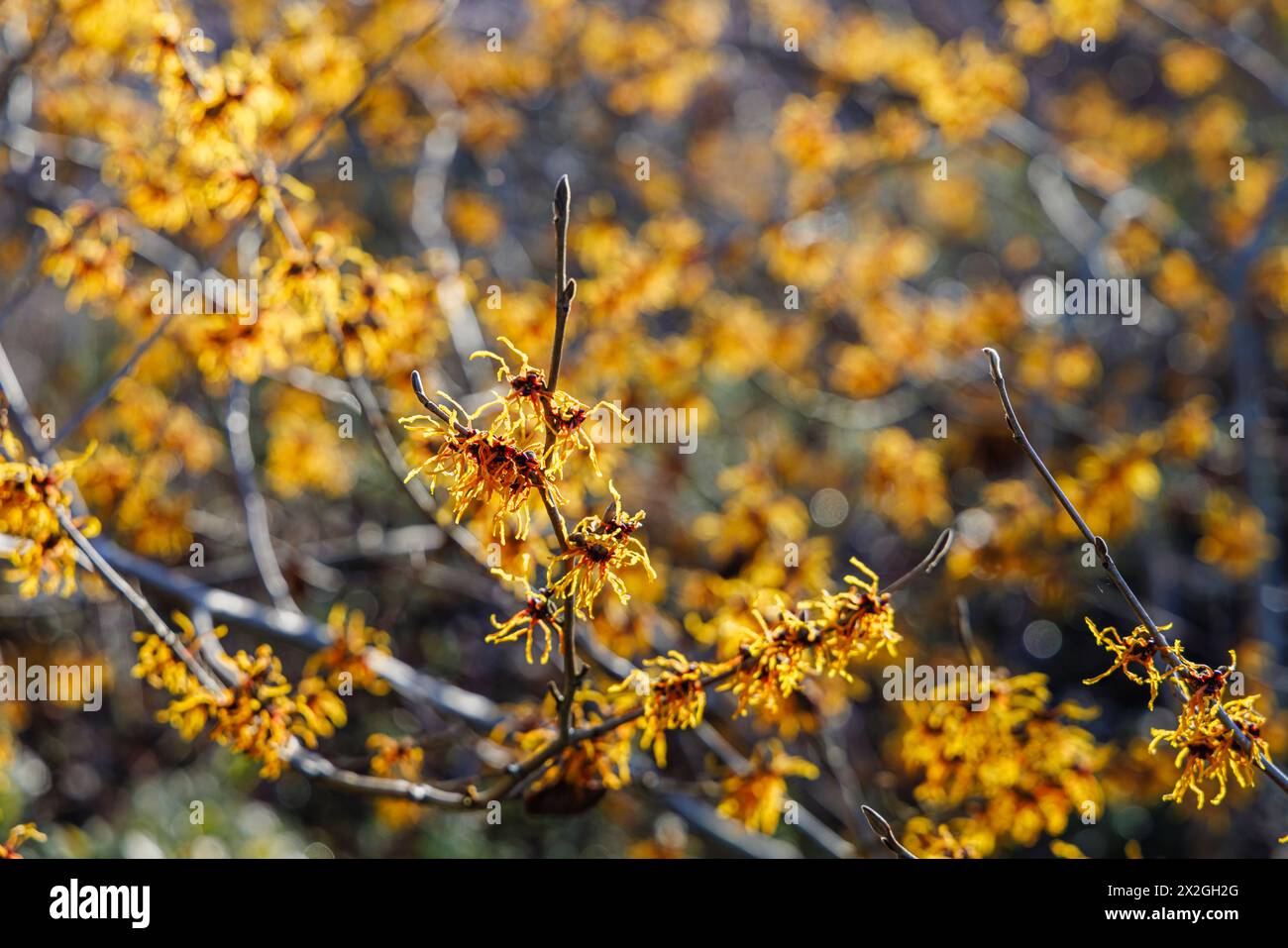 Yellow - orange flowers of winter to spring flowering witch hazel Hamamelis x intermedia 'Vesna' at RHS Garden Wisley Stock Photo