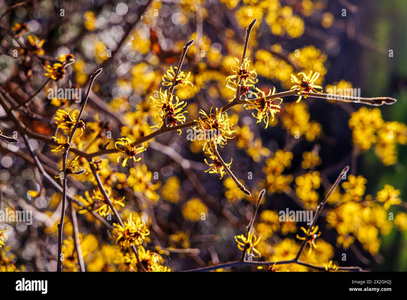 Yellow flowers of winter to spring flowering witch hazel Witch hazel Hamamelis mollis 'Jermyns Gold' at RHS Garden Wisley Stock Photo