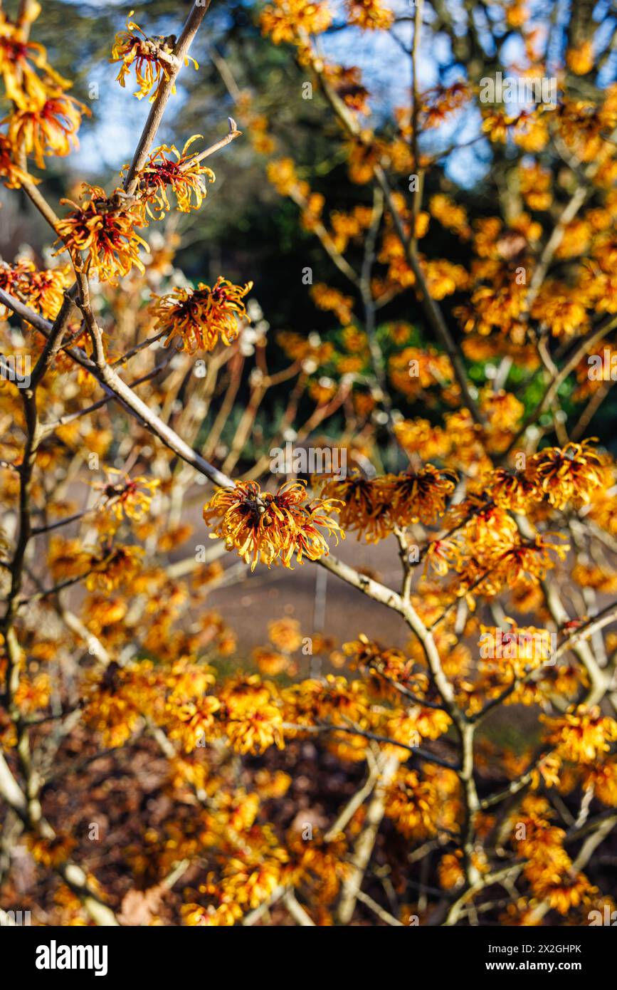 Orange-yellow flowers of winter to spring flowering witch hazel Hamamelis x intermedia 'Harry' flowering in RHS Garden Wisley Stock Photo