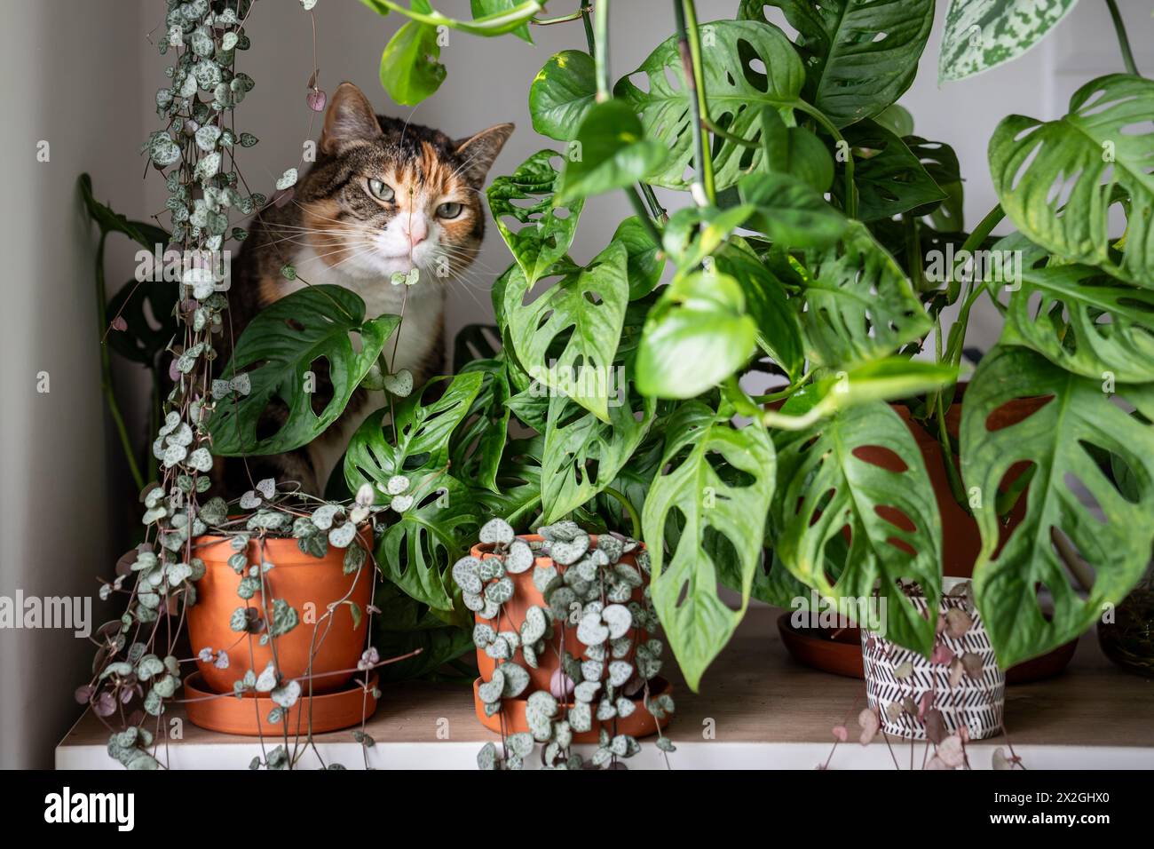 Curious cat sniffs and tastes Ceropegia houseplant, sitting among lush green potted plants at home Stock Photo