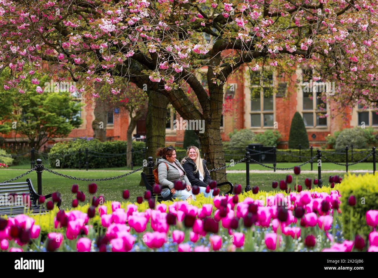 Denise Fuenzalida (left) and Amanda Foster sit by a cherry blossom tree at Queen's University Belfast during spring weather. Picture date: Monday April 22, 2024. Stock Photo