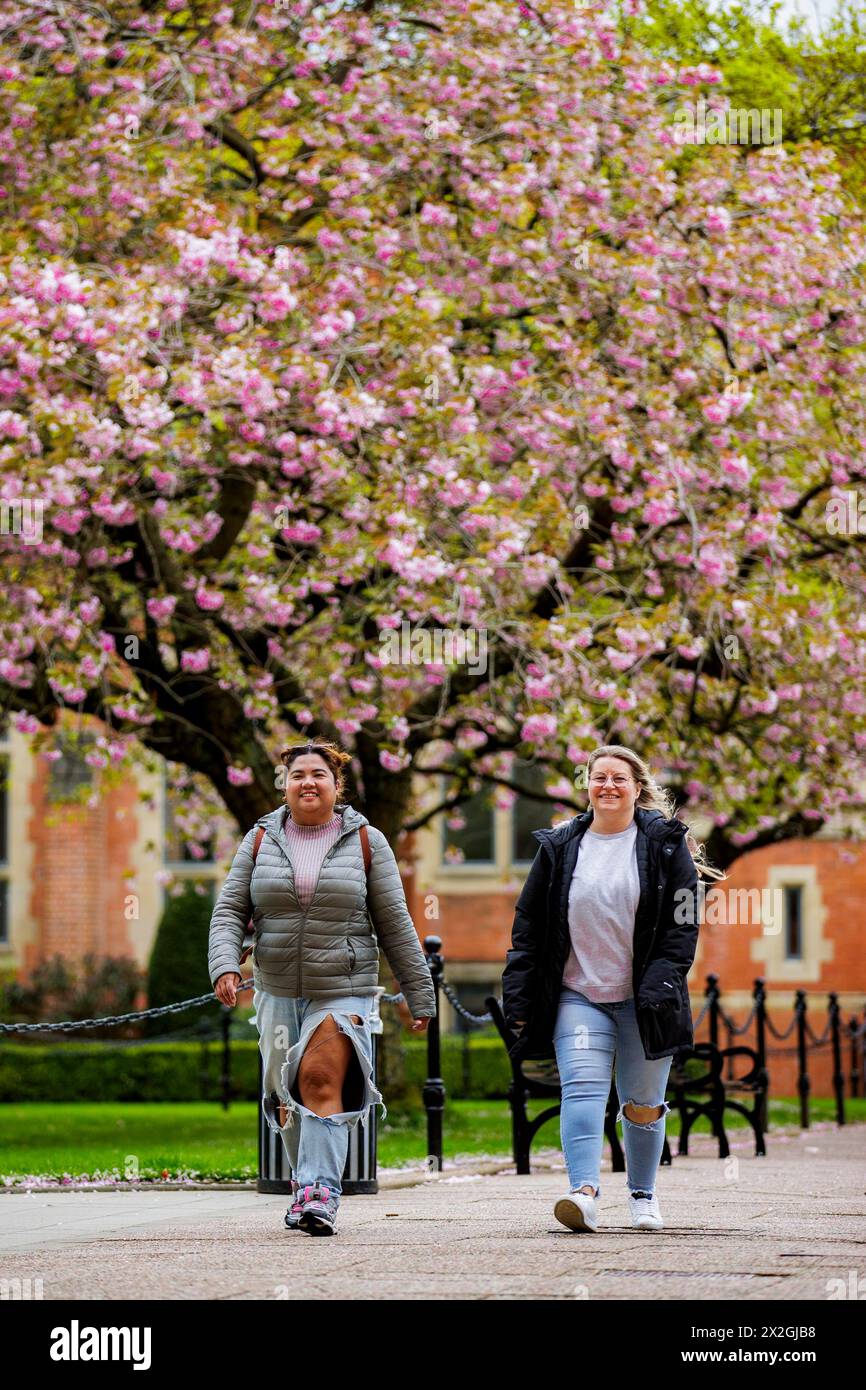 Denise Fuenzalida (left) and Amanda Foster walk past a cherry blossom tree at Queen's University Belfast during spring weather. Picture date: Monday April 22, 2024. Stock Photo