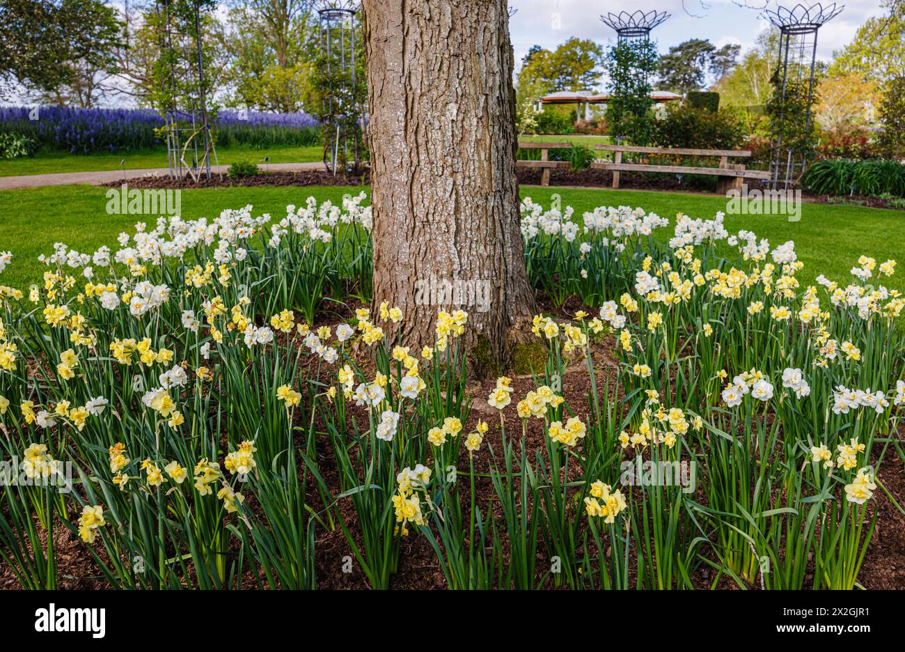 Narcissus 'Yellow Cheerfulness' and white 'Cheerfulness' flowering around the base of a tree, RHS Garden, Wisley, Surrey, south-east England in spring Stock Photo