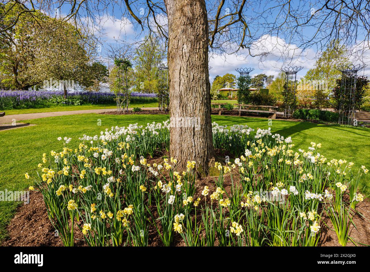 Narcissus 'Yellow Cheerfulness' and white 'Cheerfulness' flowering around the base of a tree, RHS Garden, Wisley, Surrey, south-east England in spring Stock Photo