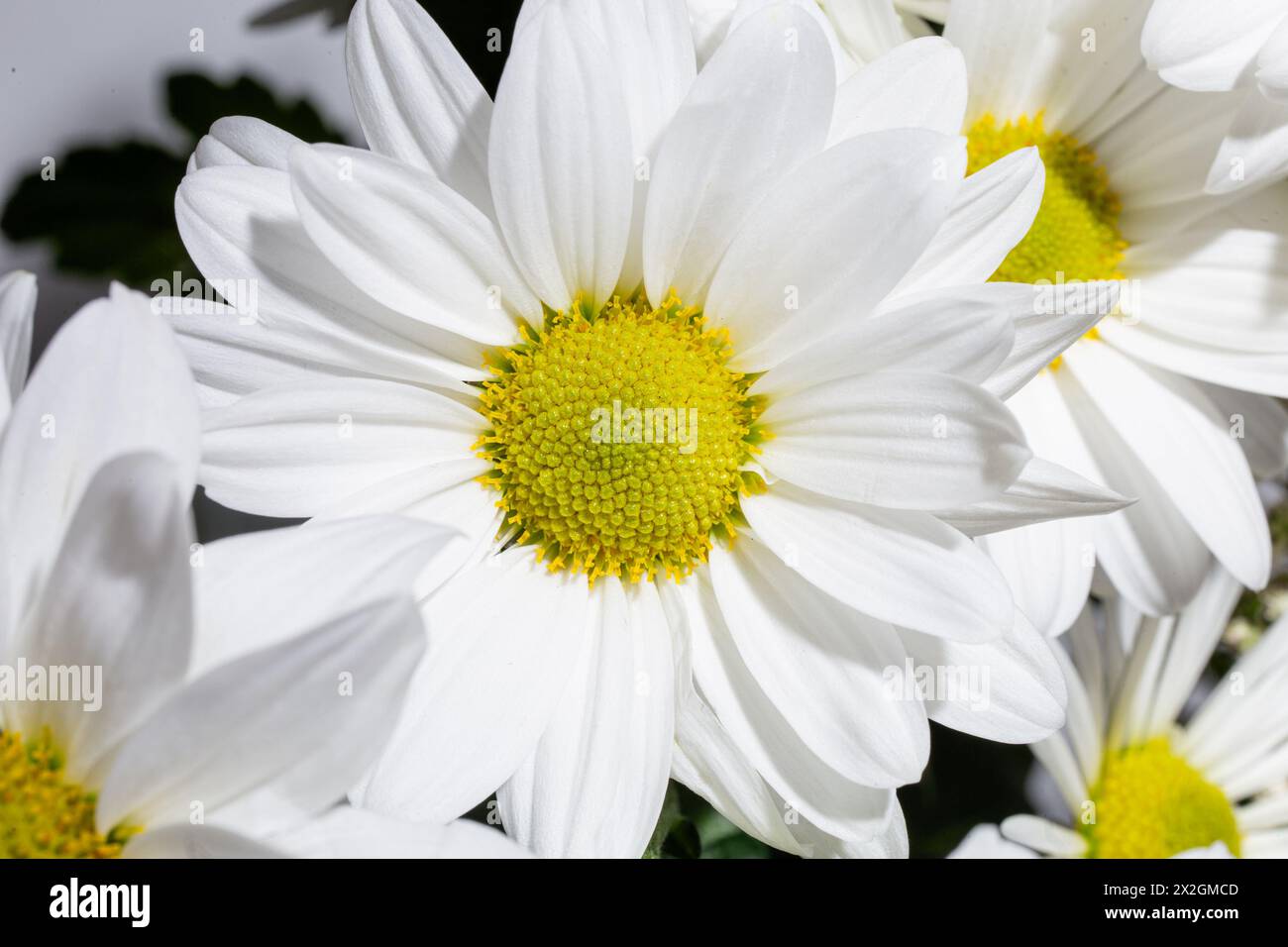 A stunning white daisy flower in full bloom set against a clean white