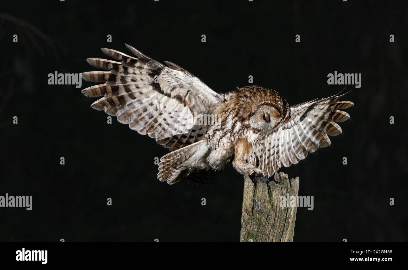 tawny owl hunting at night Stock Photo - Alamy