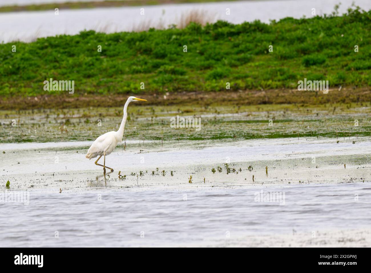 Great egret, Area alba, walking on a lake Stock Photo