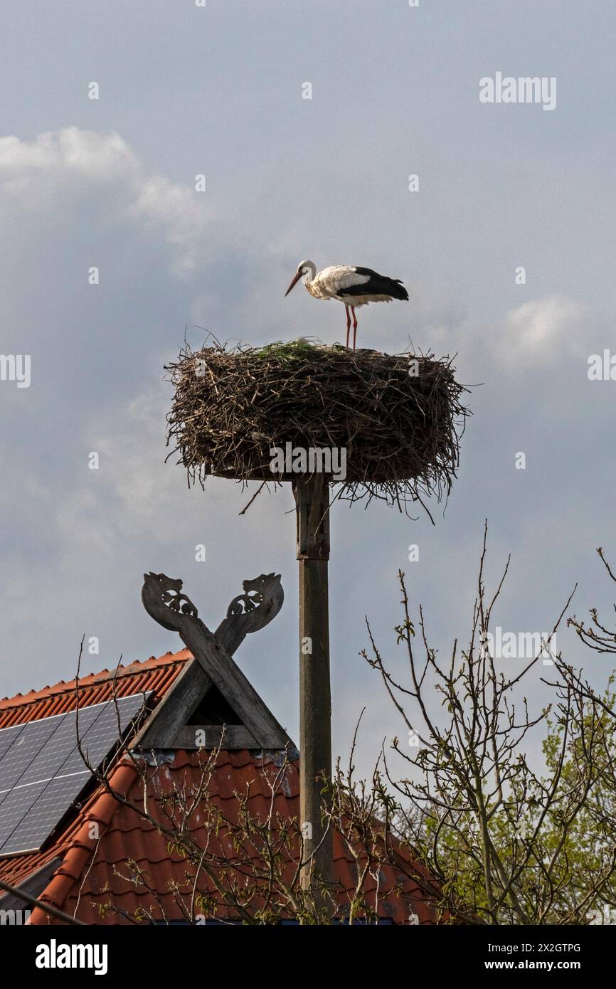 Stork, stork's nest, gable, horse's heads, Neu Garge, Lower Saxony, Germany Stock Photo