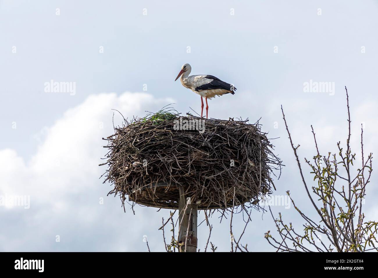 Stork, stork's nest, Neu Garge, Lower Saxony, Germany Stock Photo