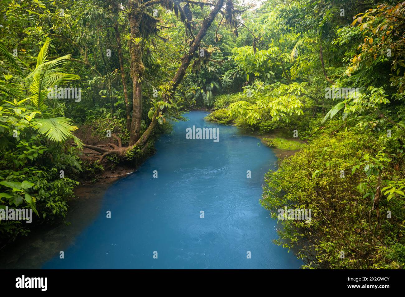 Cleste Riveti Blue river flowing through the rainforest, jungle on the banks of Rio ...