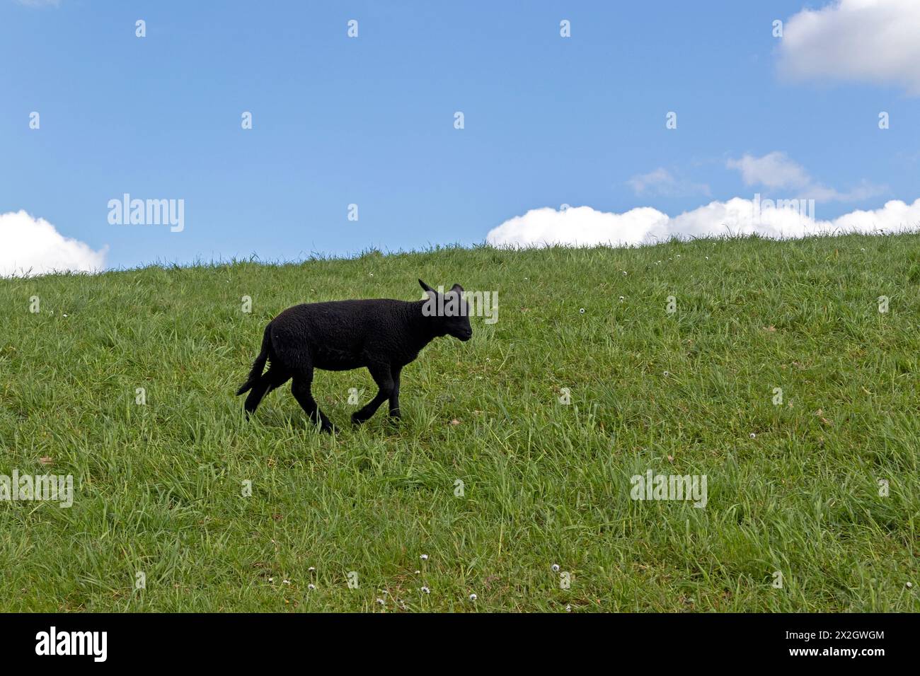 Lamb, black, sheep, Elbe dike near Bleckede, Lower Saxony, Germany Stock Photo