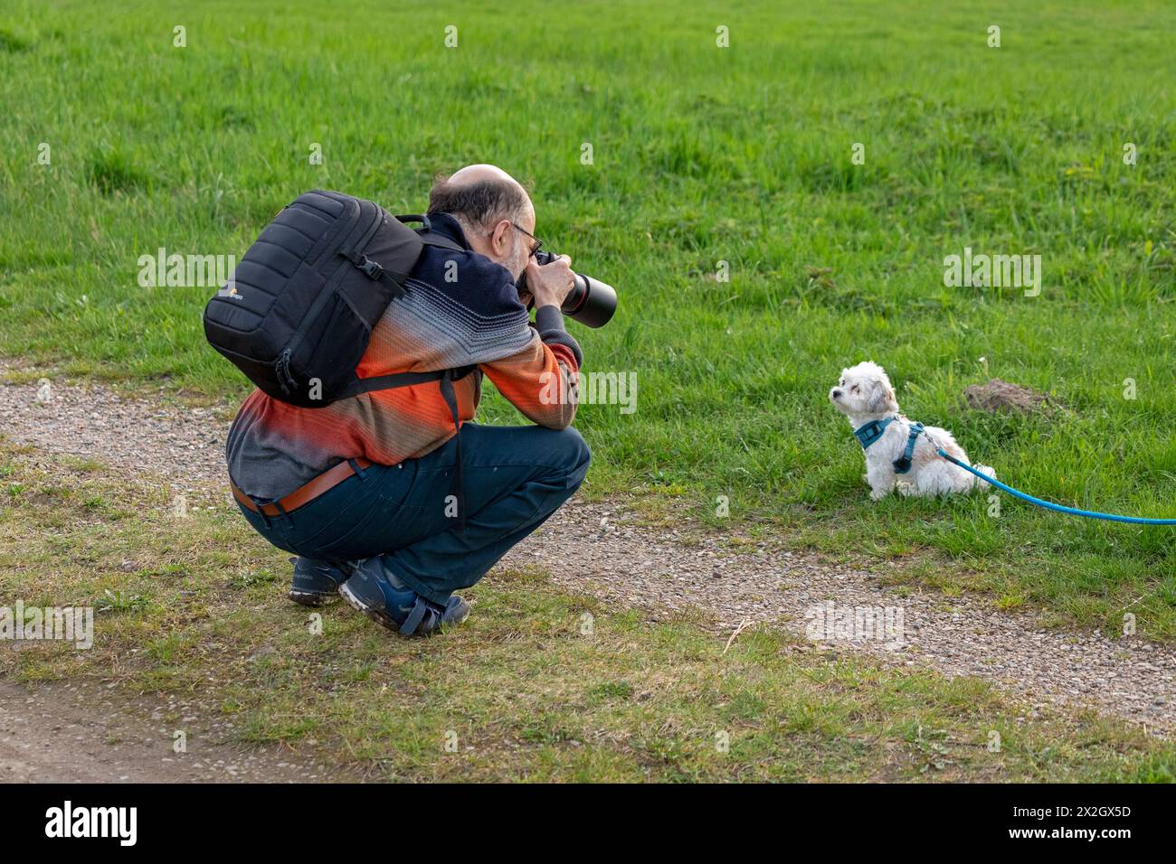 Elderly man taking photos of Bolonka Zwetna toy dog, Elbe wetlands near Bleckede, Lower Saxony, Germany Stock Photo