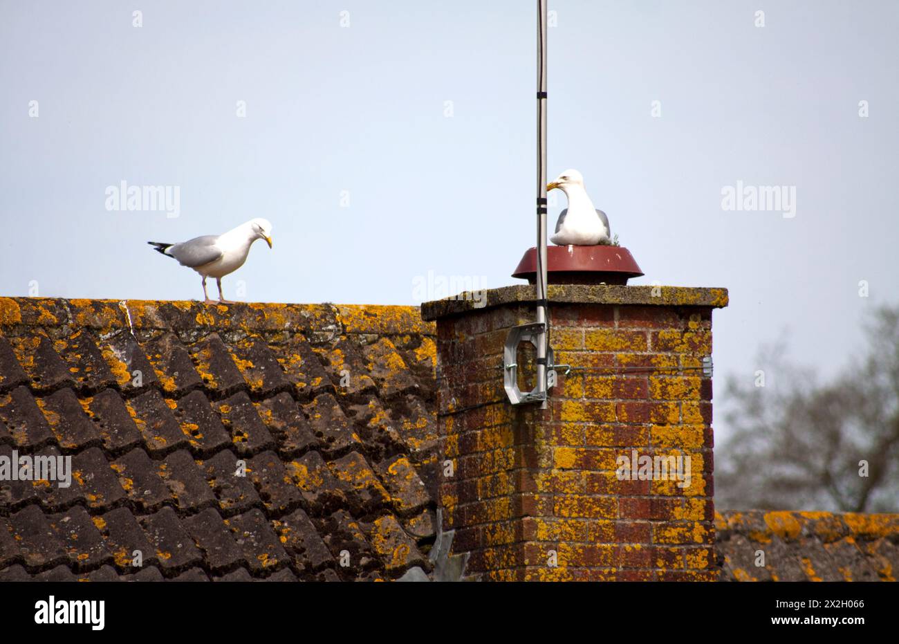 Seagull ( larus marinus) on a nest in the Spring with Hubby near by Chard Somerset England uk Stock Photo