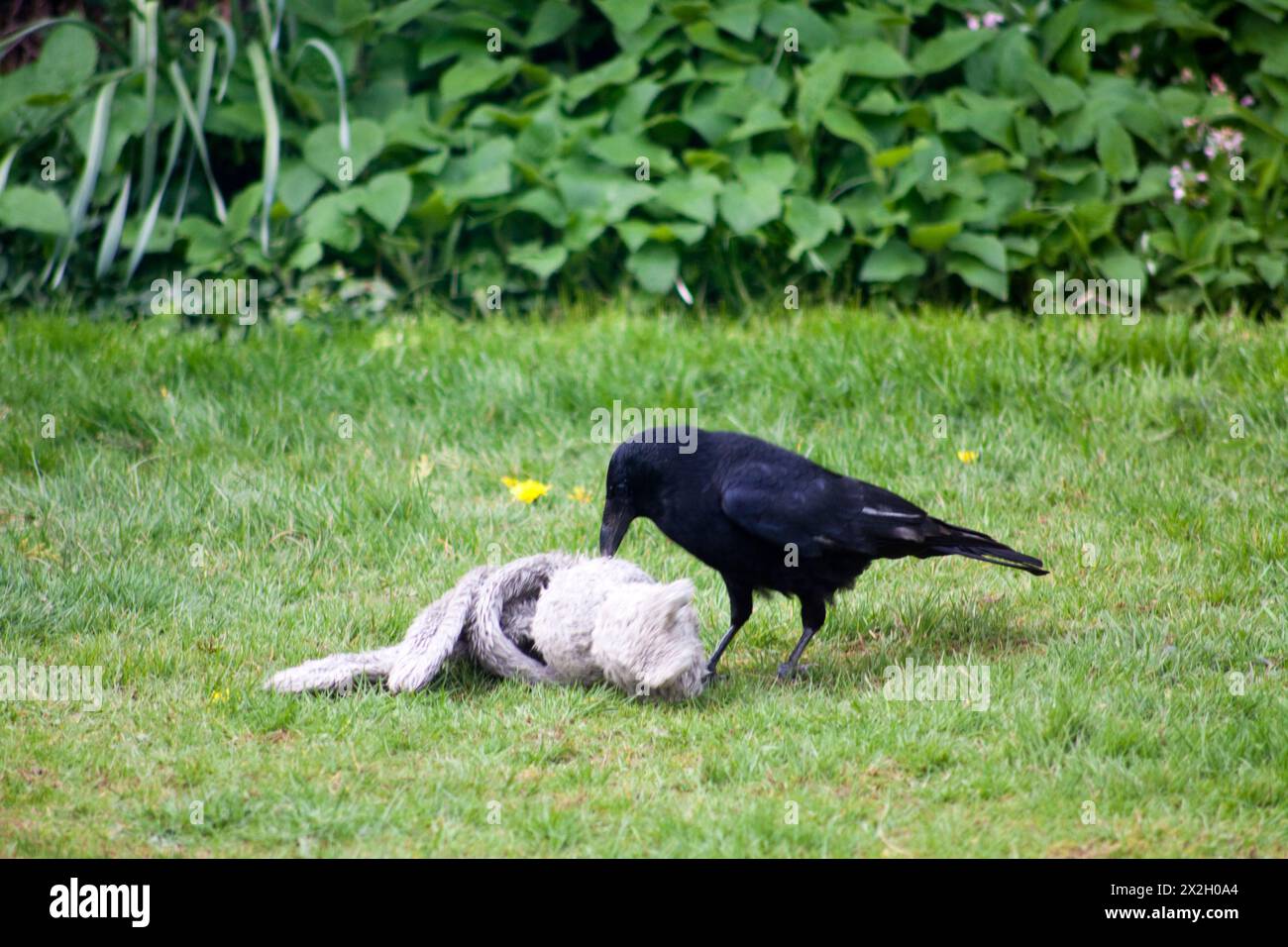 Jackdaw  ( Coloeus monedula ) trying to eat a toy rabbit in a back garden Chard Somerset England uk Stock Photo