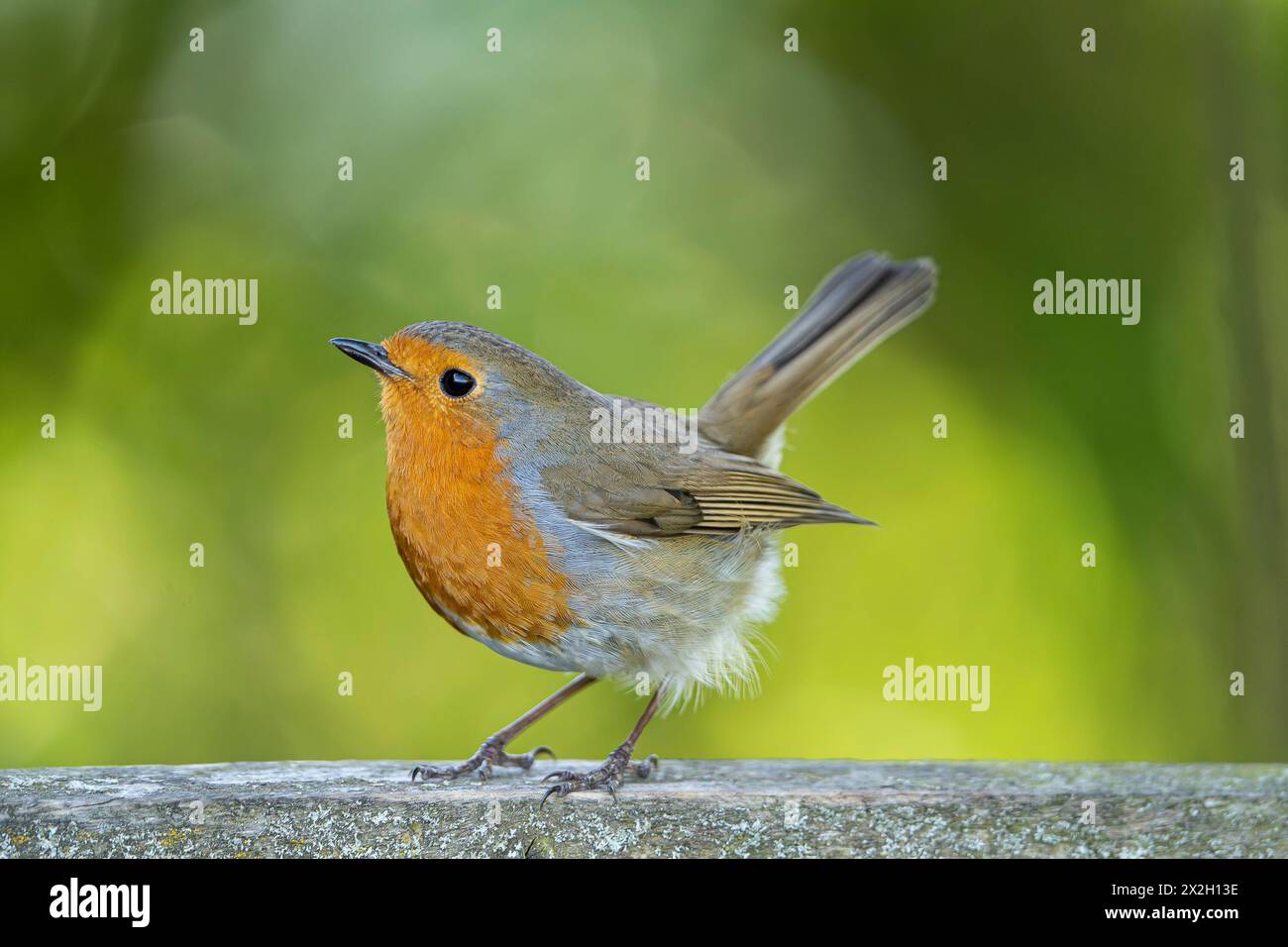 Close up detailed side view of a robin bird with its head tilted up on a sunny day. The bird is perched on a wood rail which is covered in lichen. Stock Photo