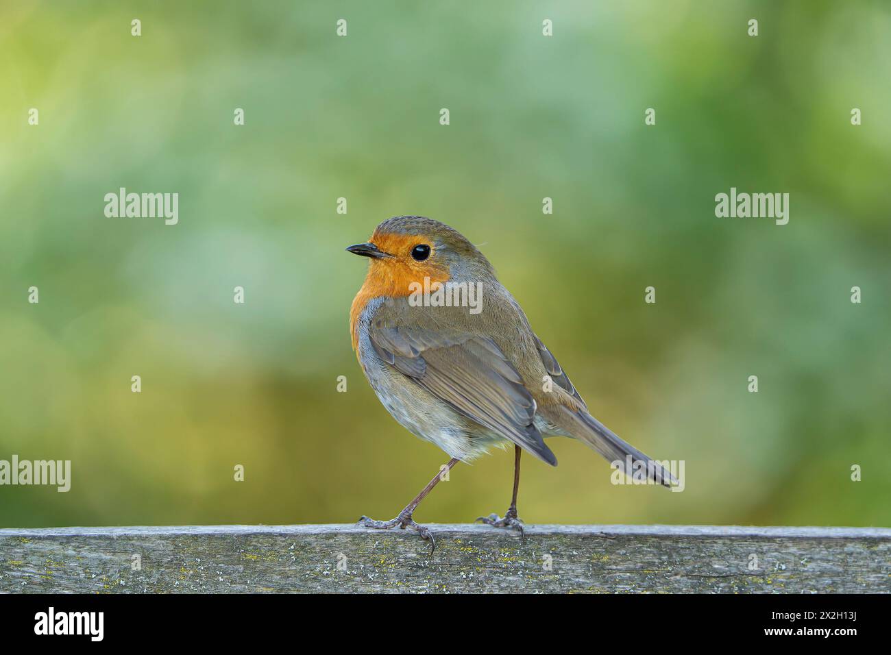 Close up detailed side view of a robin bird with it's head tilted up on a sunny day. The bird is perched on a wood rail which is covered in lichen. Th Stock Photo