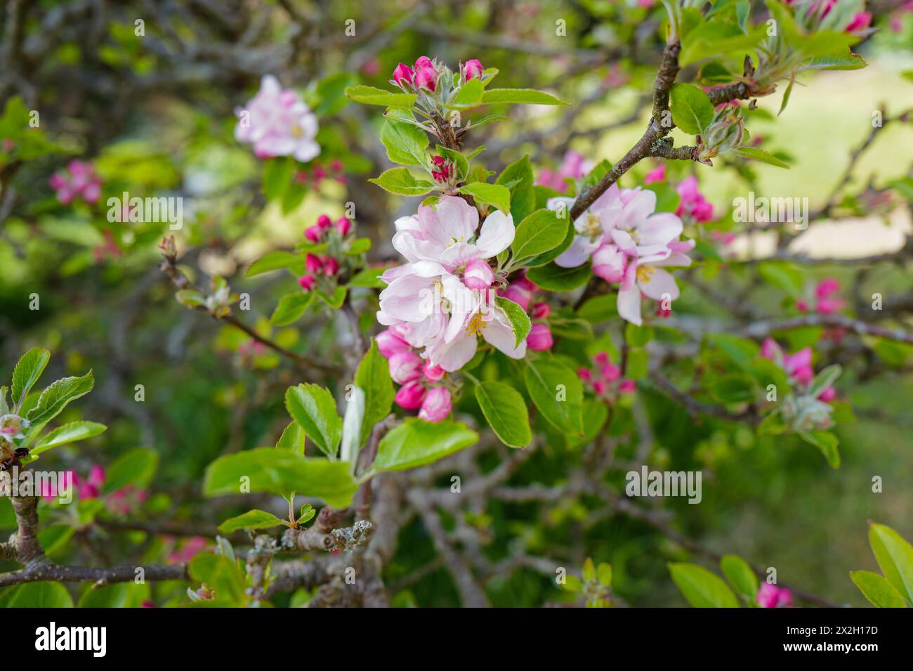 Apple blossom on apple trees in a private garden that was once an apple orchard in Devon, England, UK. Stock Photo