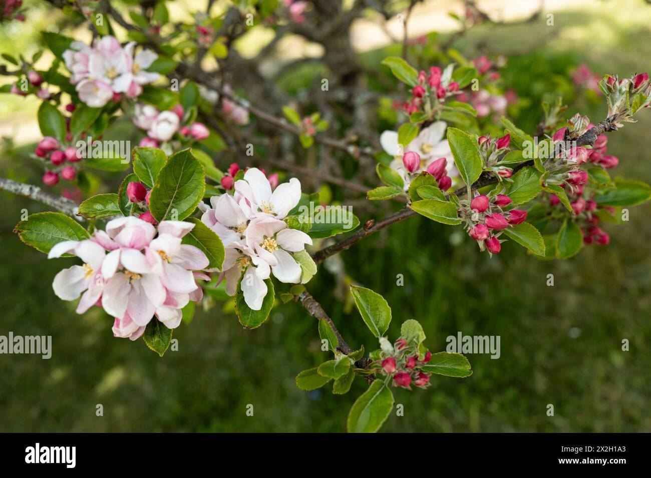 Apple blossom on apple trees in a private garden that was once an apple