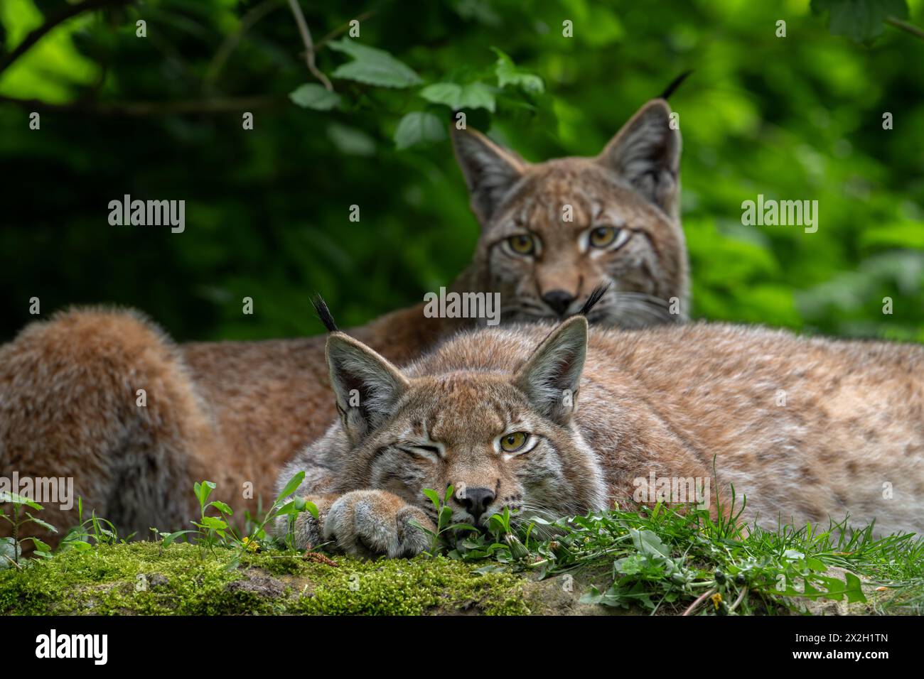 Sleepy Eurasian lynx (Lynx lynx) winking / blinking eyes in brushwood of forest Stock Photo