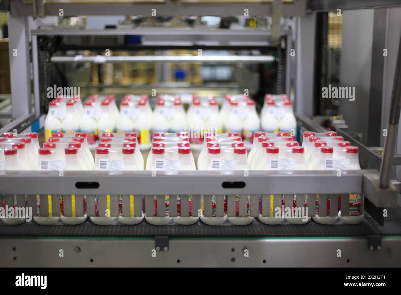 MOSCOW - MARCH 3: Conveyor with milk at Wimm-Bill-Dann plant, on March 3, 2011 in Moscow, Russia. PepsiCo has spent more than $6 billion to buy juice Stock Photo