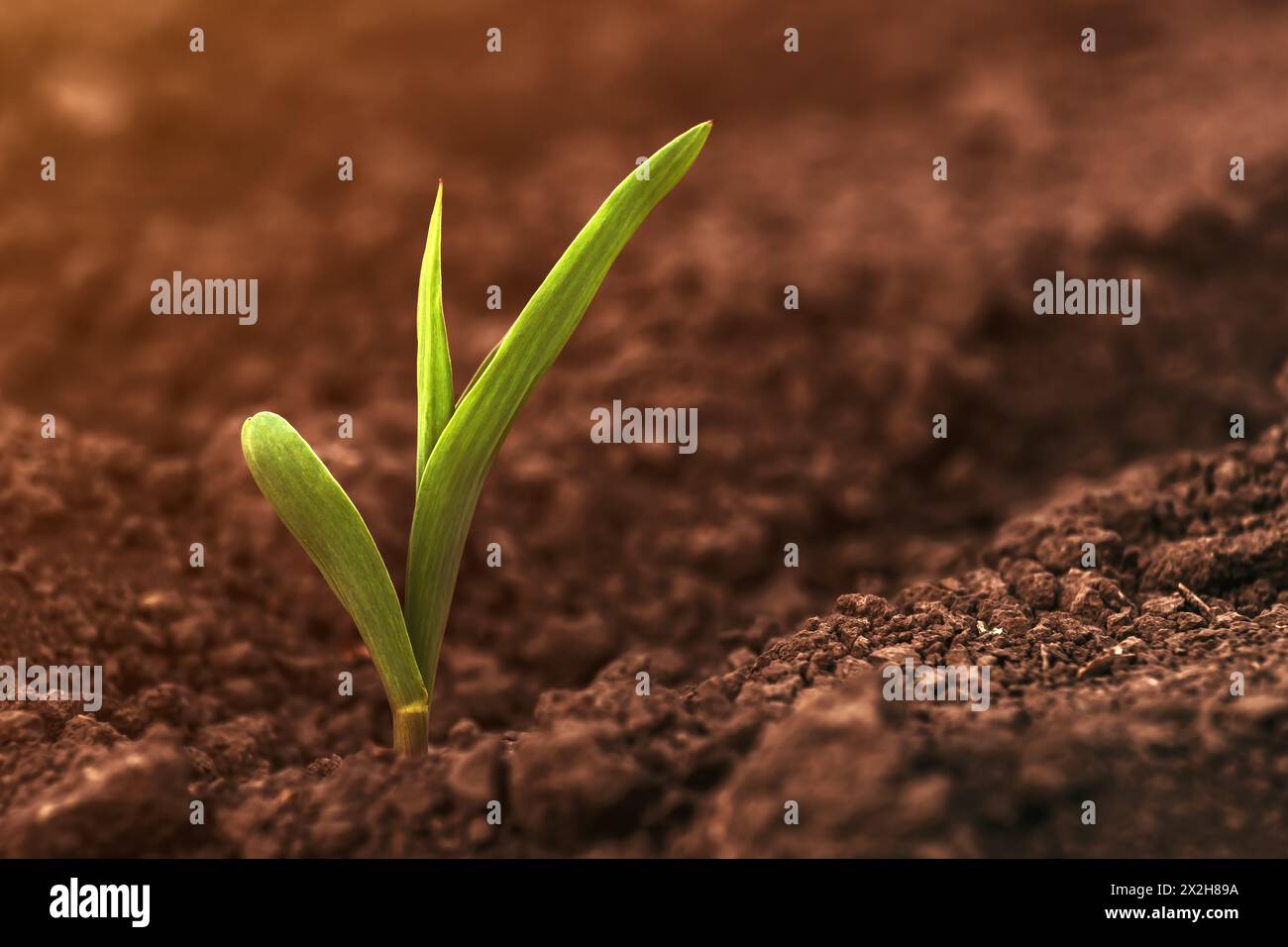 Corn crop small green seedling growing out of agricultural field soil in spring, selective focus Stock Photo