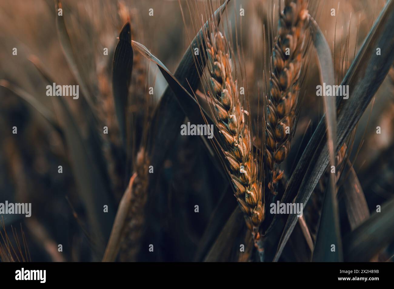Unripe ear of wheat in field, close up with selective focus Stock Photo