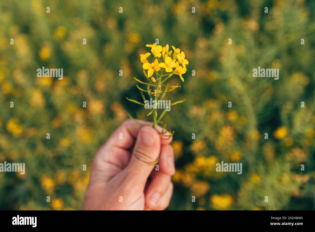 Farmer agronomist examining blooming canola crops in field, agriculture and farming concept, closeup of hand Stock Photo