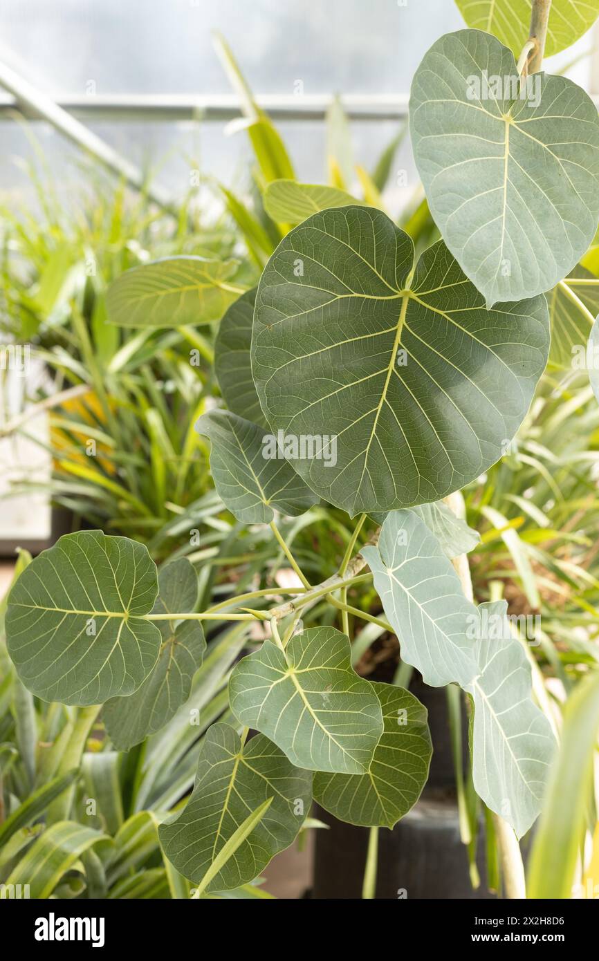 Dioscorea discolor ornamental yam plant Stock Photo Alamy