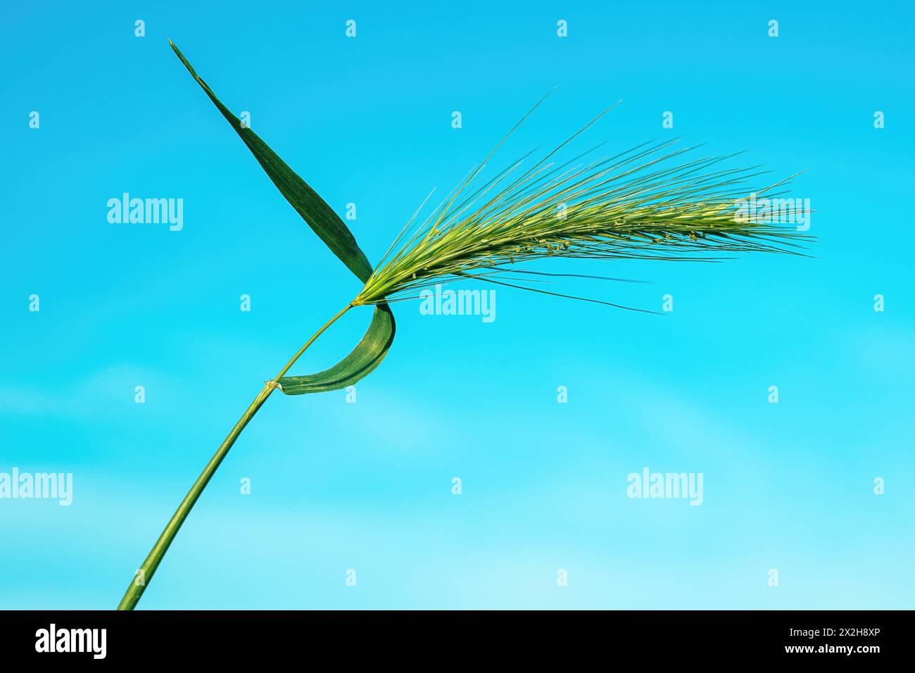 Green mouse barley of foxtail weed in meadow, selective focus Stock Photo