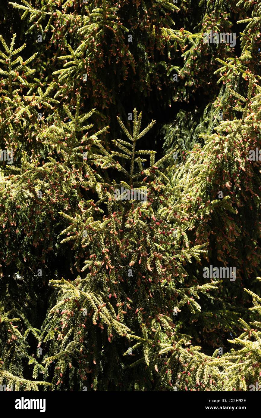 Picea orientalis 'skylands' golden Oriental spruce tree close up. Stock Photo