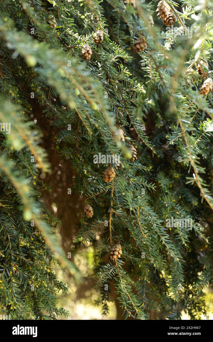 Tsuga canadensis 'sargentii' weeping hemlock tree close up. Stock Photo