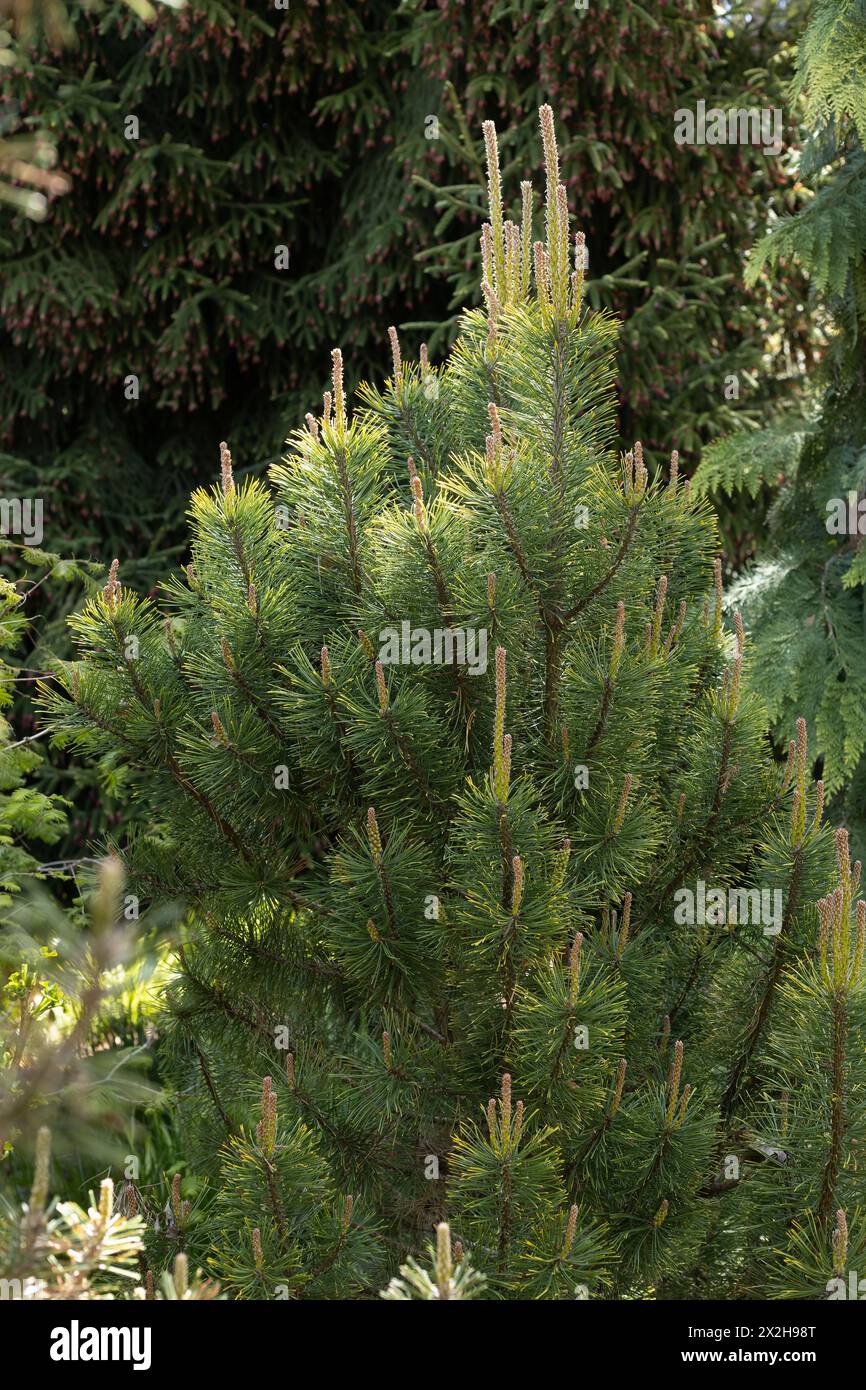 Pinus mugo 'amber gold' mugo pine tree. Stock Photo