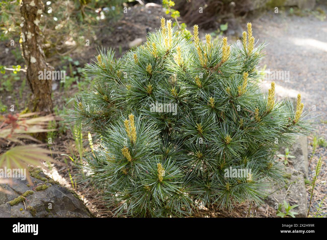 Pinus koraiensis 'blue ball' Korean pine tree. Stock Photo
