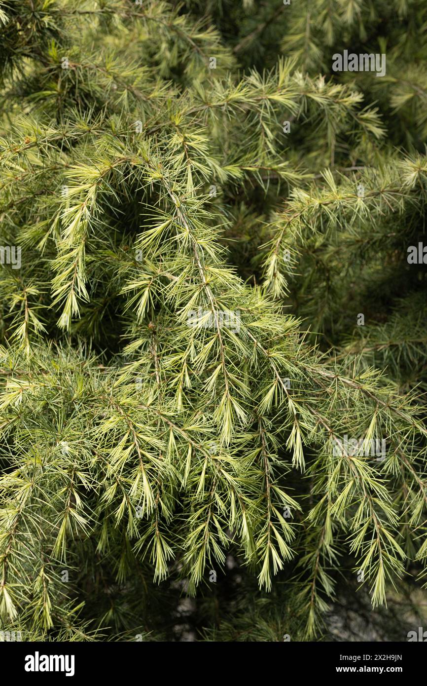 Cedrus deodara 'snow sprite' Himalayan cedar tree, close up. Stock Photo