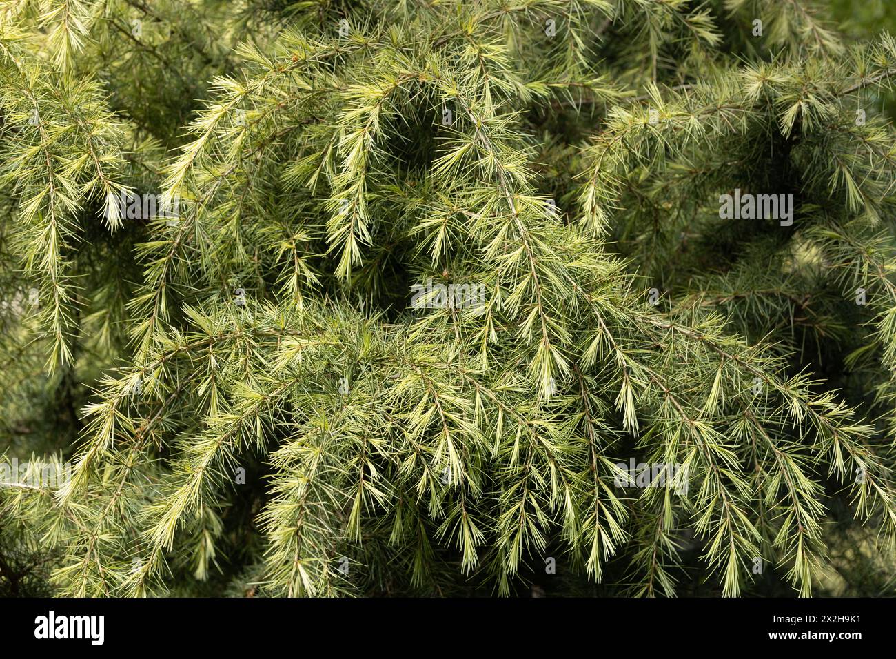 Cedrus deodara 'snow sprite' Himalayan cedar tree, close up. Stock Photo
