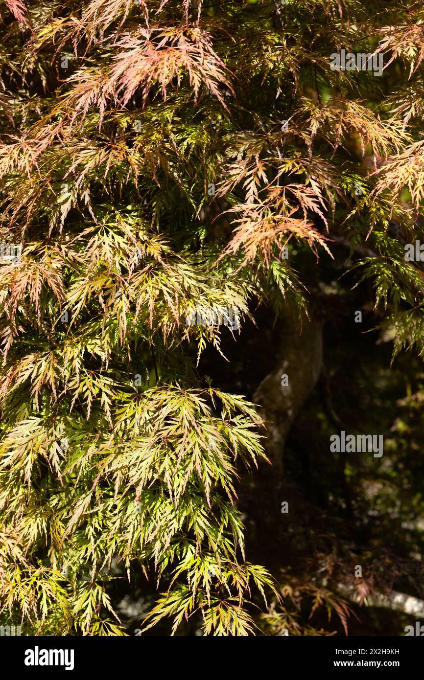 Acer palmatum 'Orangeola' Japanese maple tree, close up. Stock Photo