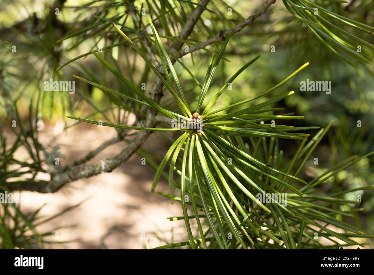 Sciadopitys verticillata 'winter green' Japanese umbrella pine tree, close up. Stock Photo