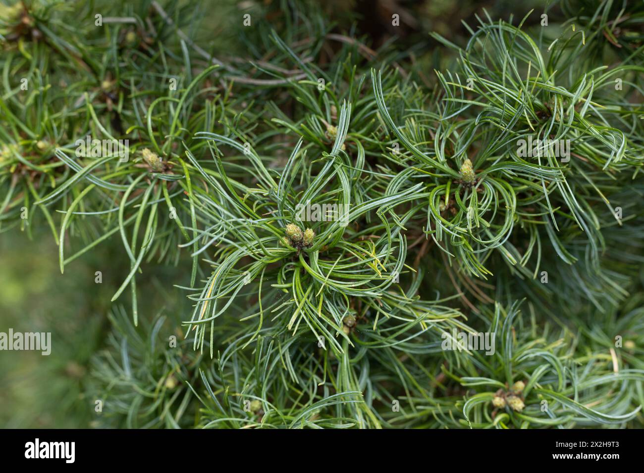 Pinus strobus 'green twist' dwarf white pine tree, close up. Stock Photo