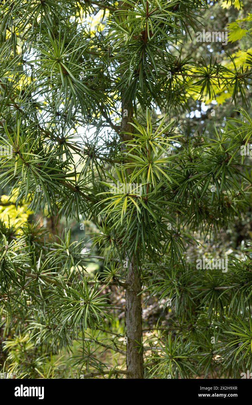 Sciadopitys verticillata 'Sternschnuppe' - Japanese umbrella pine tree, close up. Stock Photo