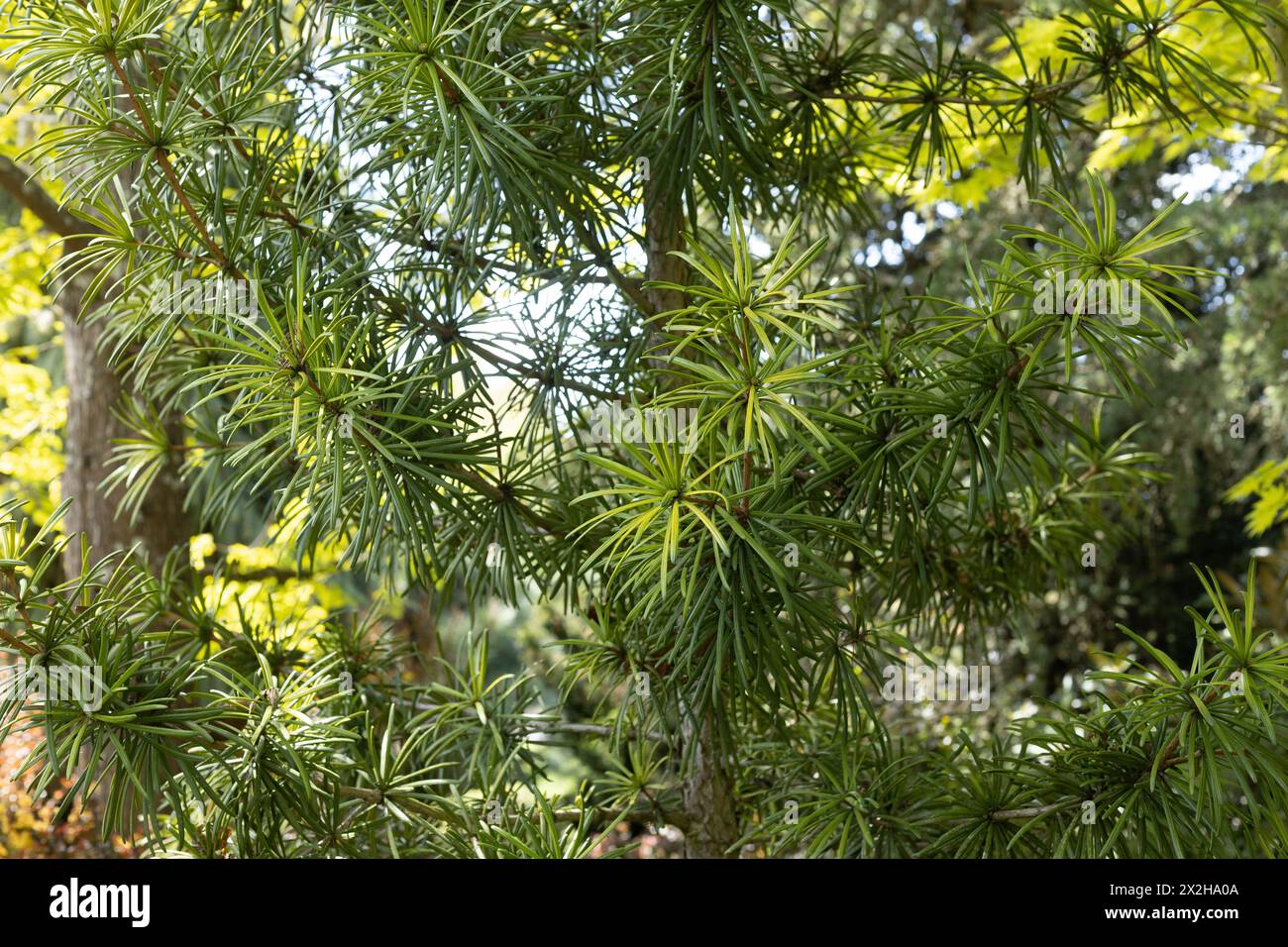 Sciadopitys verticillata 'Sternschnuppe' - Japanese umbrella pine tree, close up. Stock Photo