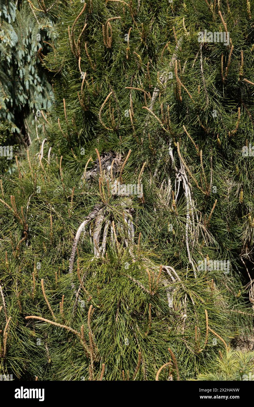 Cryptomeria japonica 'Tenzan' - Japanese cedar tree. Stock Photo