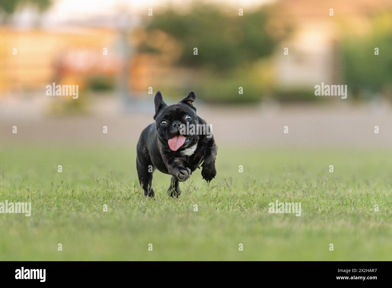 Small dark French bulldog smiling and running at the park in the grass Stock Photo