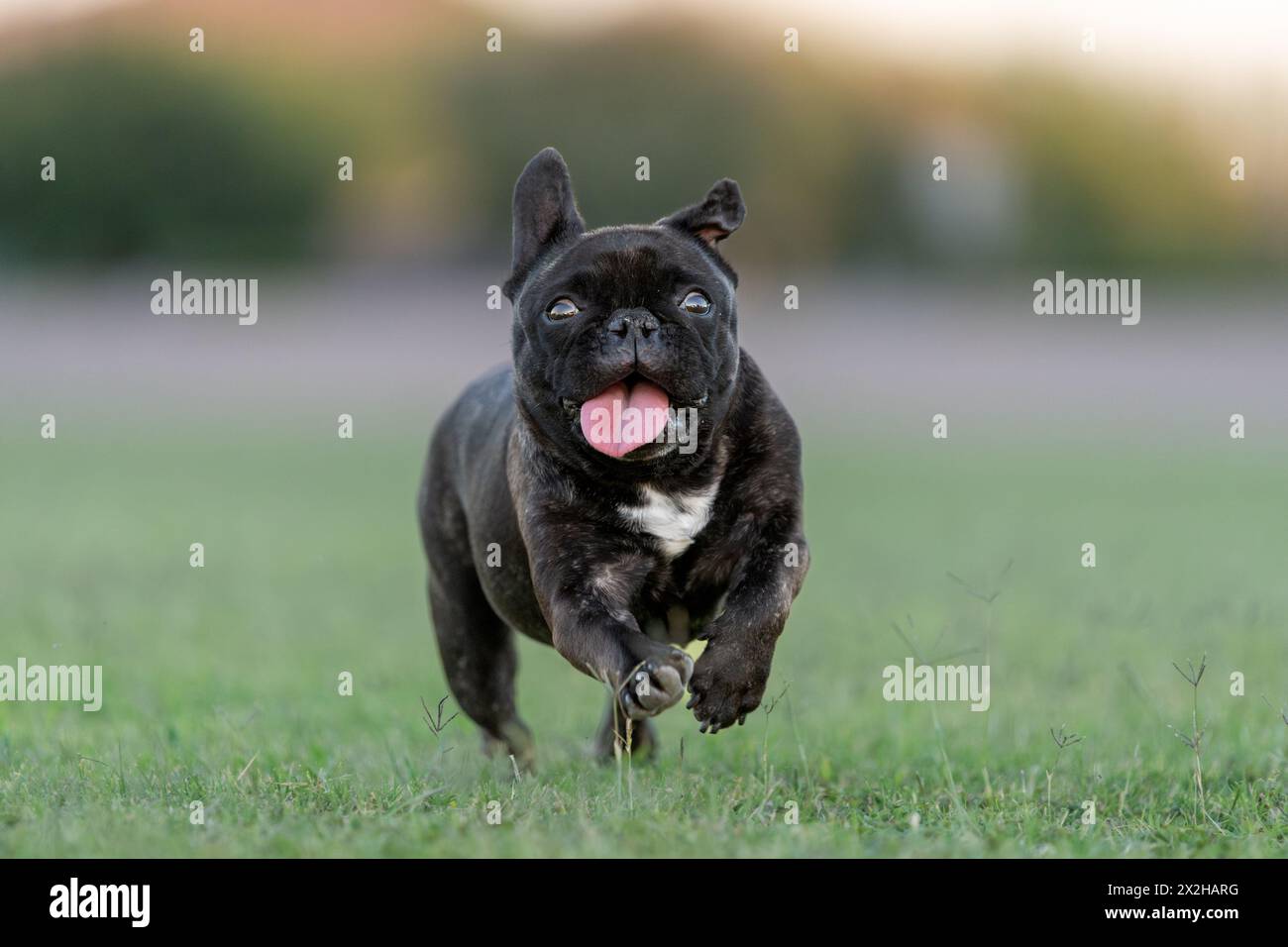Close up photo of a French bulldog running in the grass and smiling Stock Photo