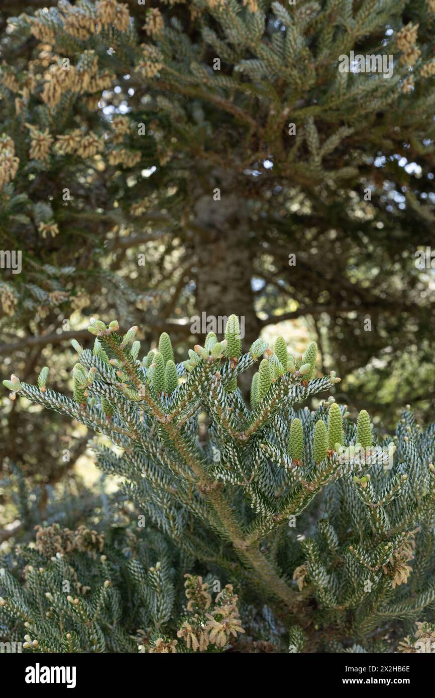 Abies koreana 'Horstmann's Silberlocke' - Korean fir tree close up. Stock Photo