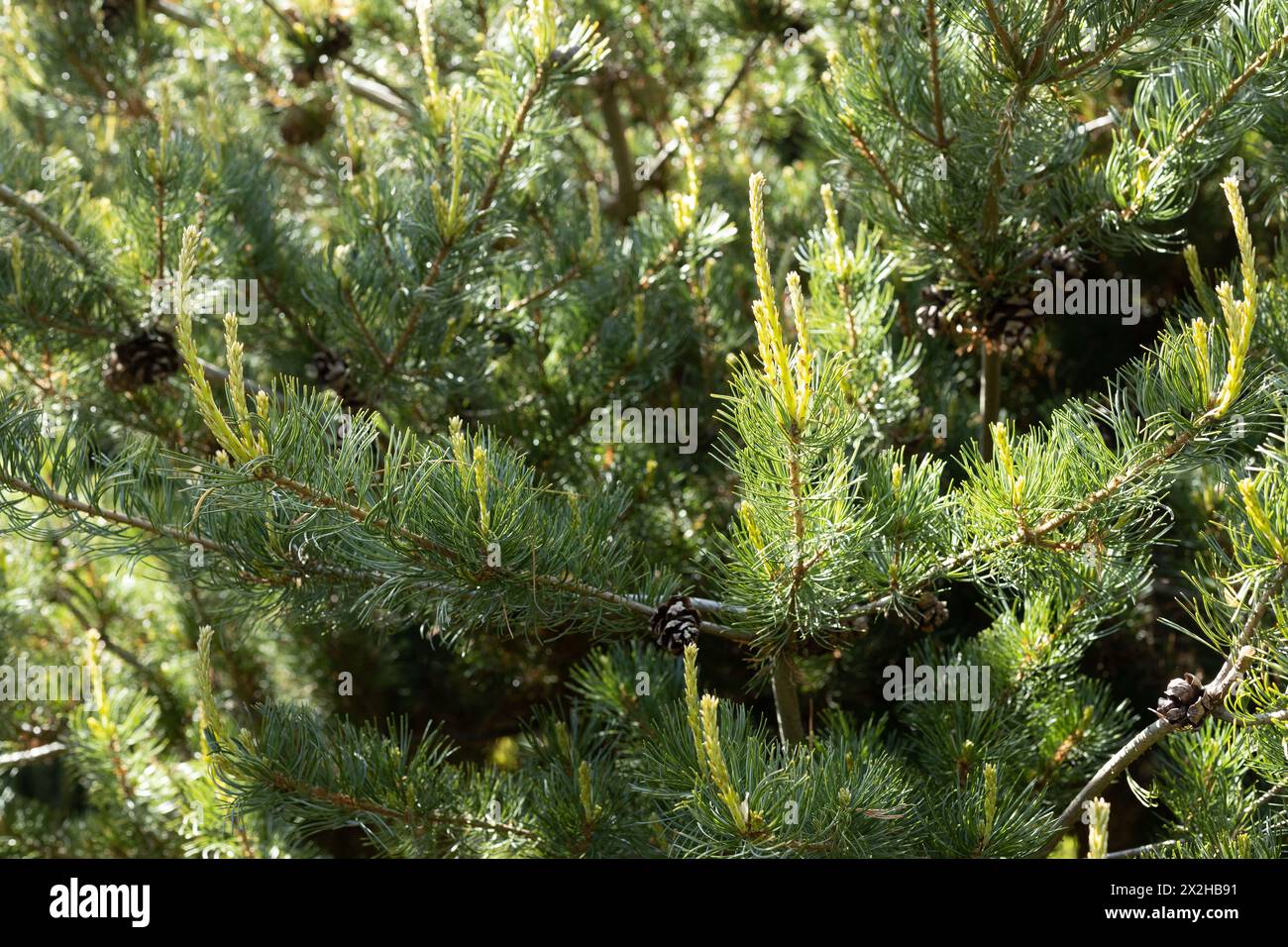 Pinus parviflora 'Kanrico' - Japanese white pine tree, close up. Stock Photo